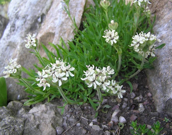 Saponaria lutea