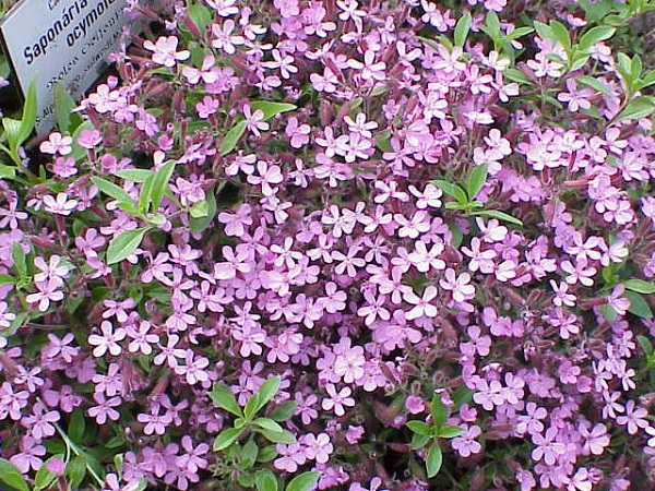 Saponaria ocymoides