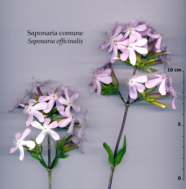 Saponaria officinalis