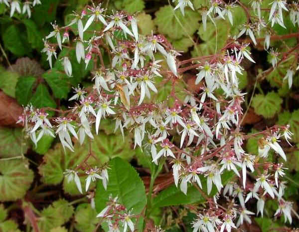 Fiori di Saxifraga stolonifera