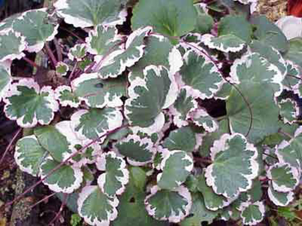 Saxifraga stolonifera