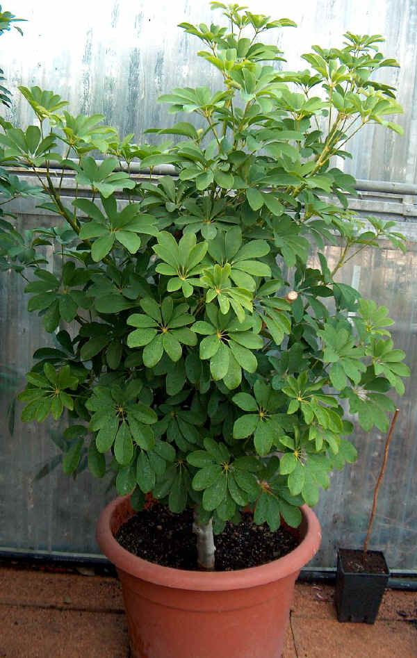 Schefflera arboricola