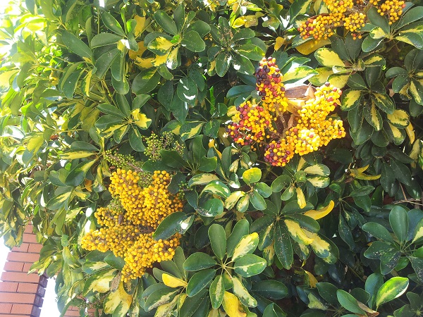 Schefflera arboricola