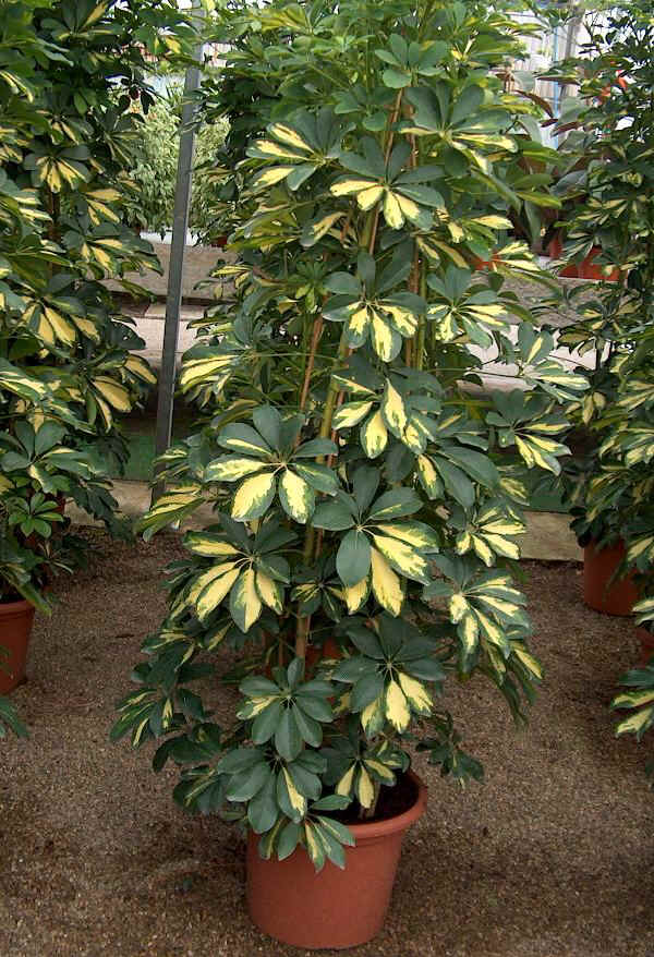 Schefflera arboricola varietà Green Golden