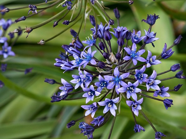 Scilla peruviana