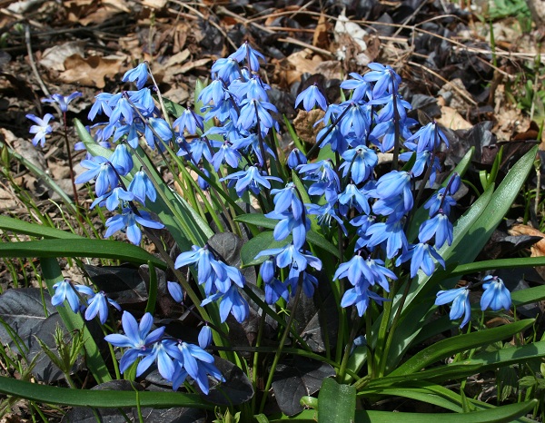 Scilla siberica