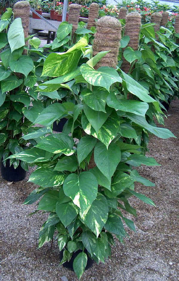 Scindapsus aureus - Pothos aureus - Rhaphidophora aurea