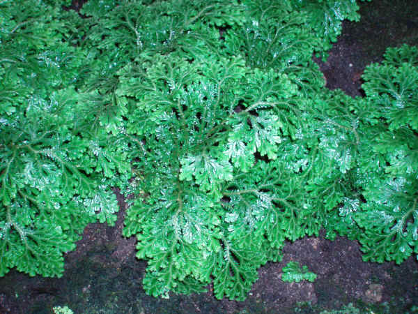 Selaginella martensii