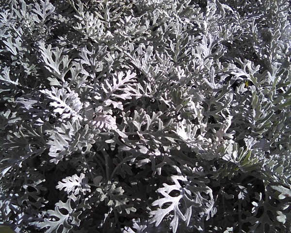 Senecio maritimus