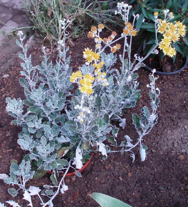 Senecio bicolor