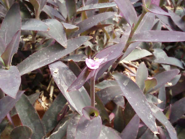 Fiore di Setcreasea purpurea