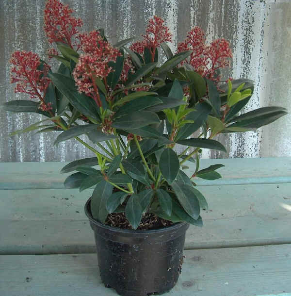 Skimmia japonica