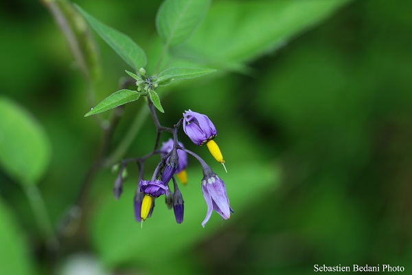 Solanum dulcamara