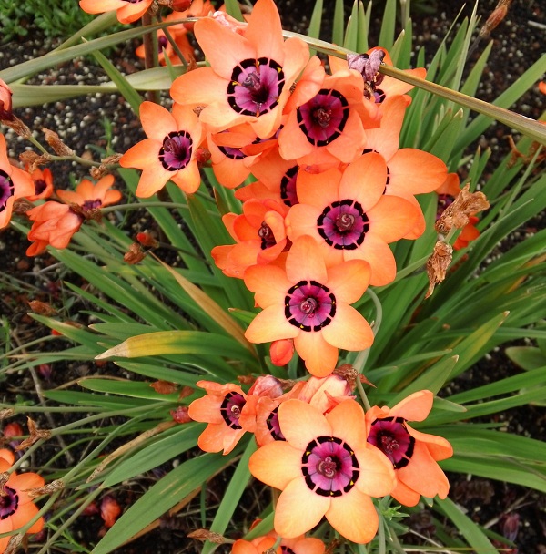 Sparaxis elegans