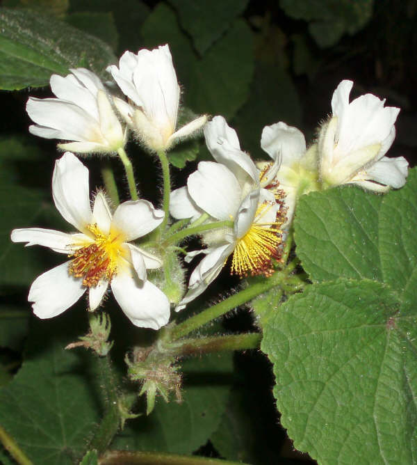 Sparmannia africana