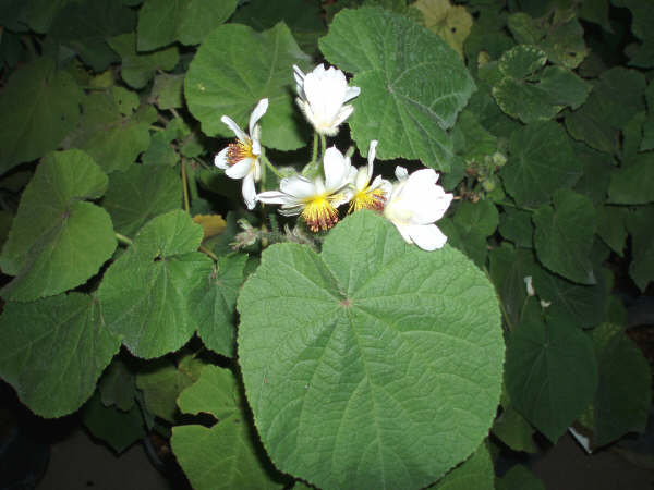 Sparmannia africana