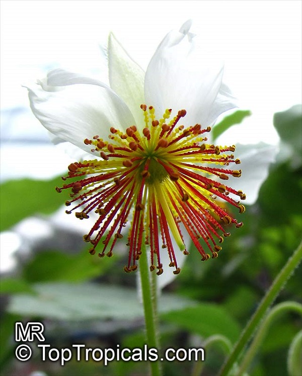 Sparmannia africana