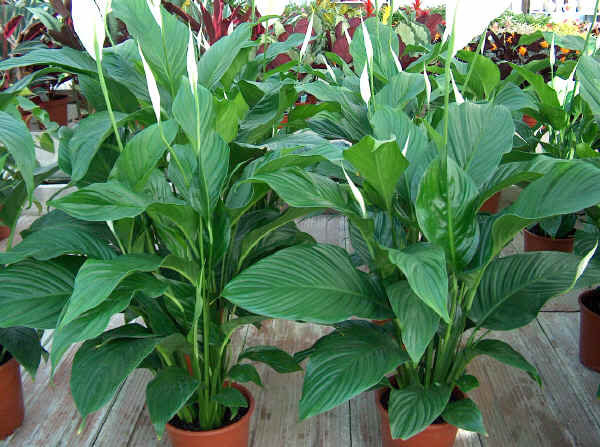 Spathiphyllum wallisi