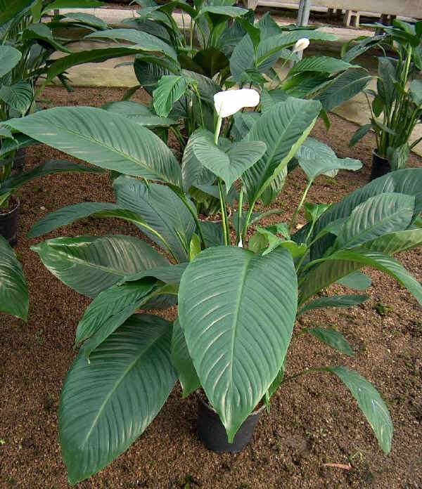 Spathiphyllum wallisi