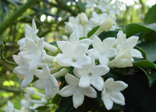 Stephanotis floribunda