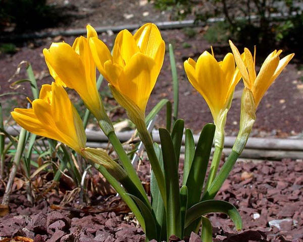 Sternbergia lutea