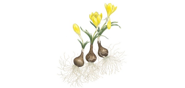 Sternbergia lutea