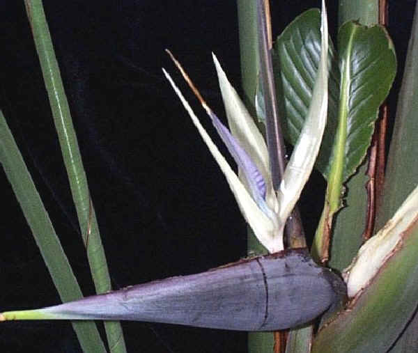 Strelitzia nicolai