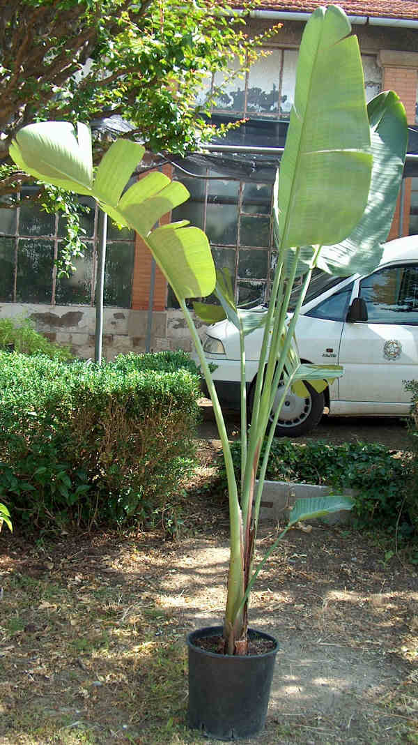 Strelitzia nicolai