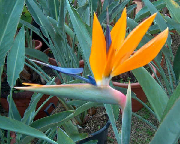 Strelitzia reginae - Uccello del Paradiso