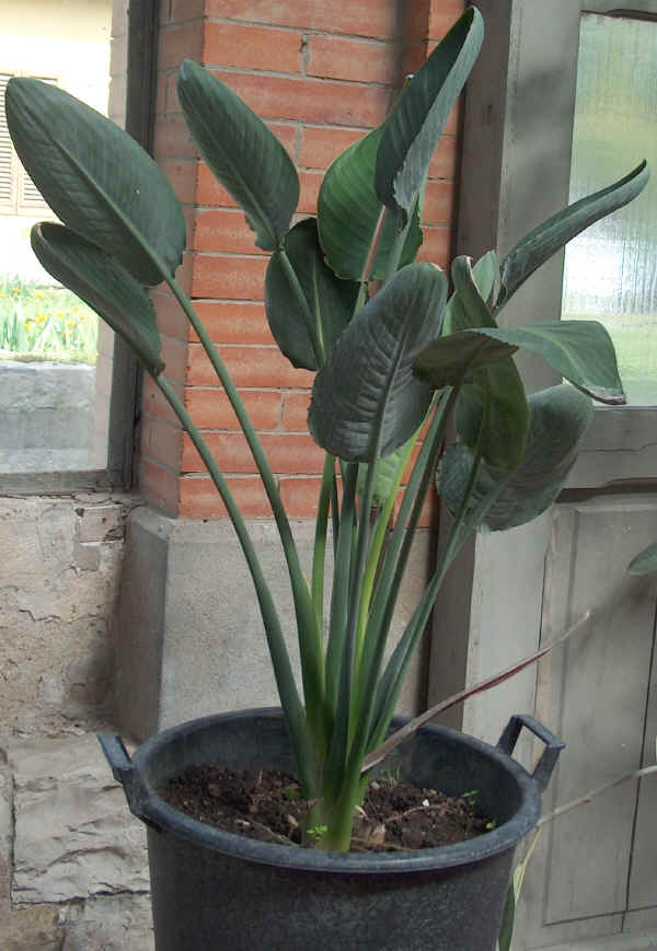 Strelitzia reginae - Uccello del Paradiso