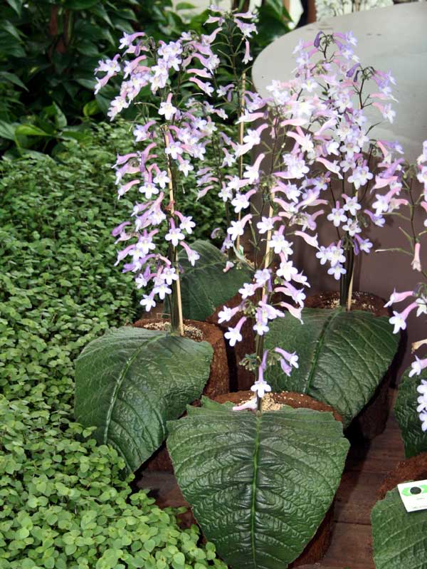 Streptocarpus wendlandii