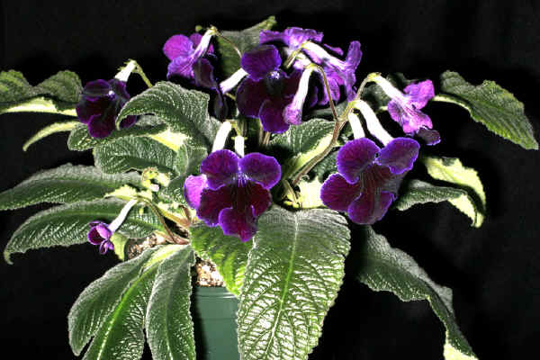 Streptocarpus