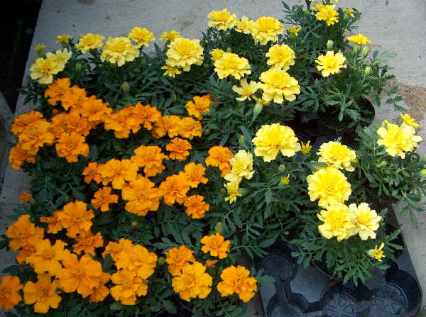 Tagetes patula - Garofano d'India