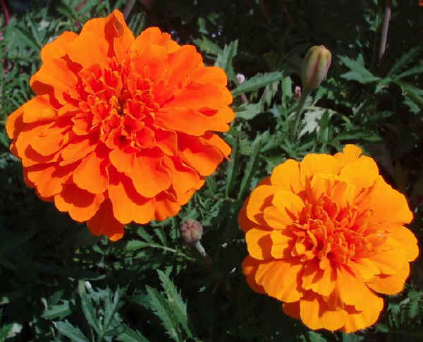 Fiori di Tagetes