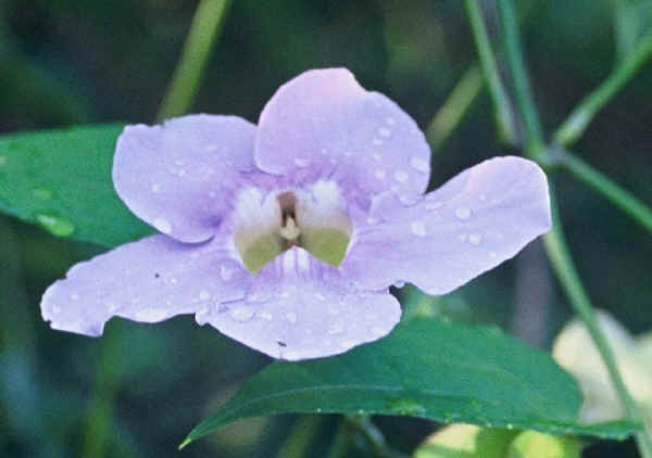 Fiore di Thunbergia grandiflora