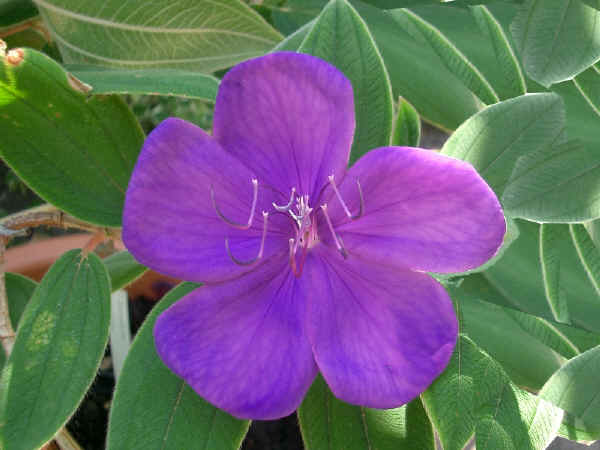 Fiore di Tibouchina semidecandra o urvilleana