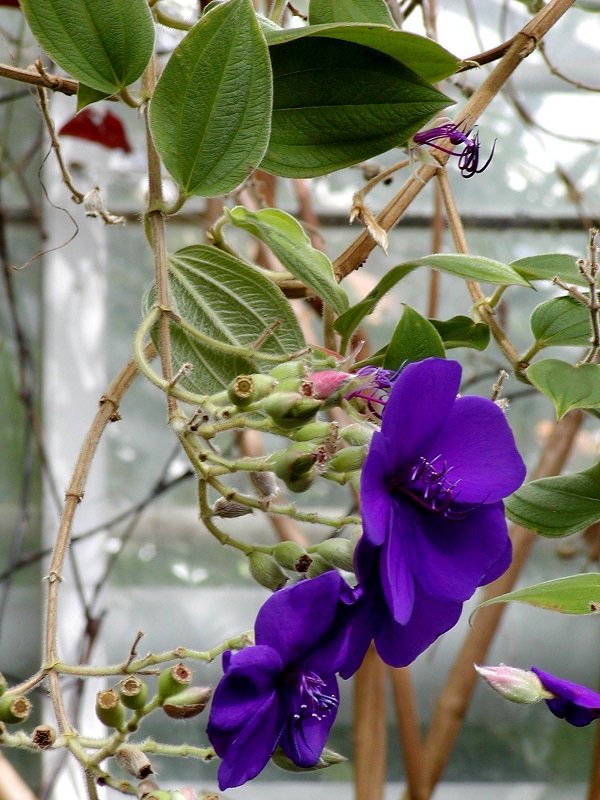 Fiore di Tibouchina semidecandra o urvilleana