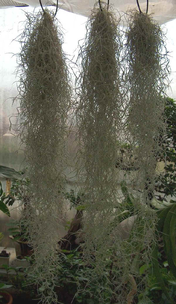 Tillandsia usneoides