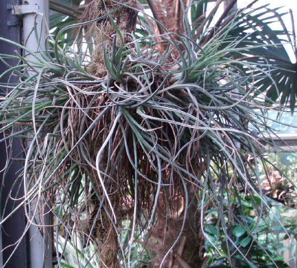 Tillandsia baileyi