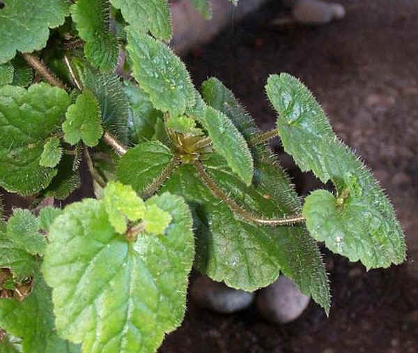 Tolmiea menziesii