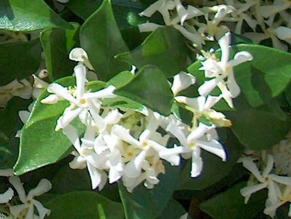 Trachelospermum jasminoides