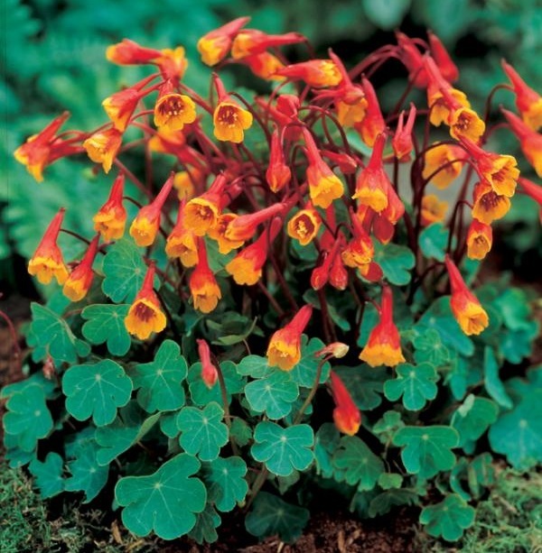 Tropaeolum tuberosum