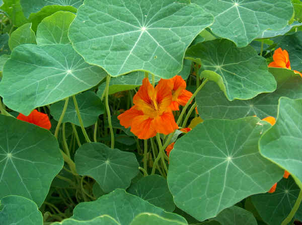 Tropaeolum - Nasturzio