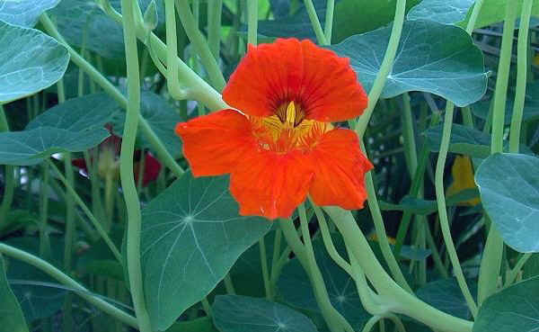 Tropaeolum - Nasturzio