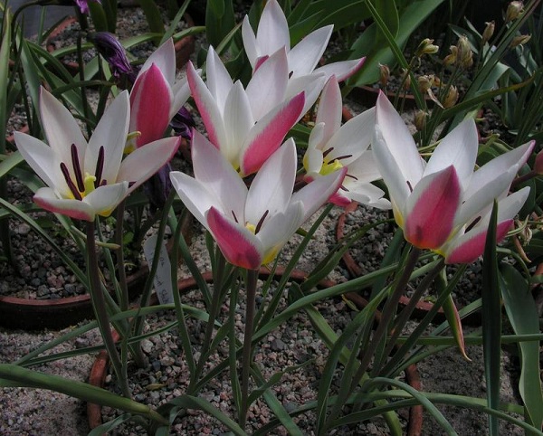 Tulipa clusiana