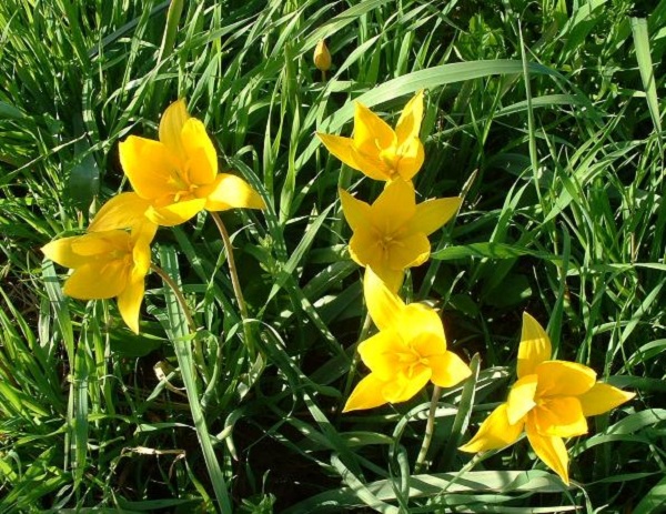 Tulipa silvestris