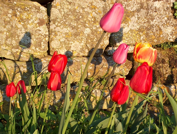 Fiori di Tulipano