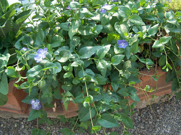 Vinca