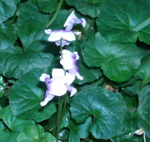 Viola hederacea