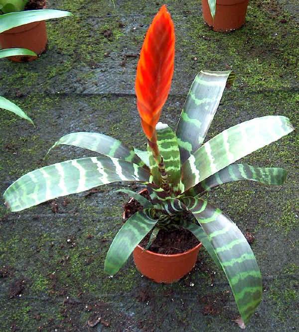 Vriesea splendens